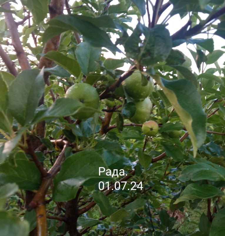 IMG_20240630_201044.jpg