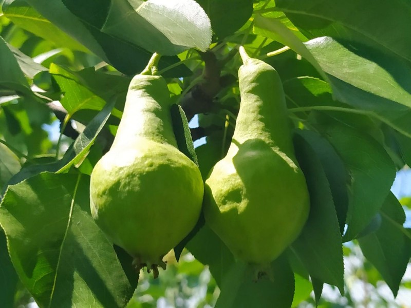 Видная
