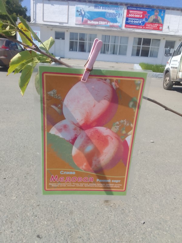 см.jpg