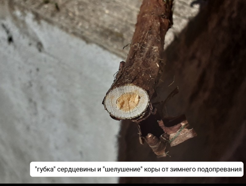 Screenshot_20240710-100142_Gallery.jpg
