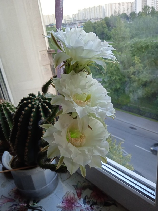 IMG_20240711_200954.jpg