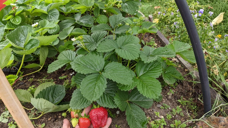 При полном вызревании вкус отличный