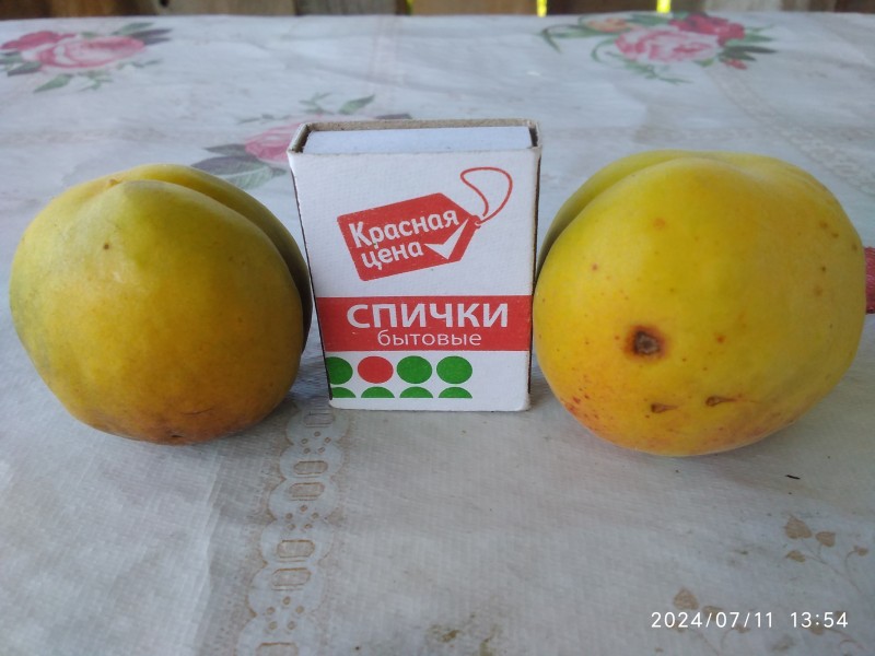 IMG_20240711_135400.jpg