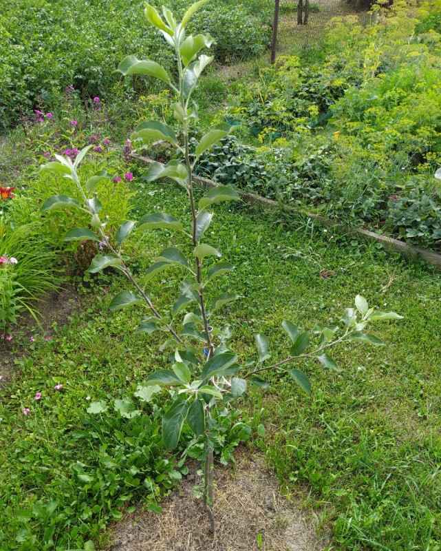 IMG_20240716_131937_resize_58.jpg