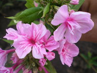 IMGP0214.JPG