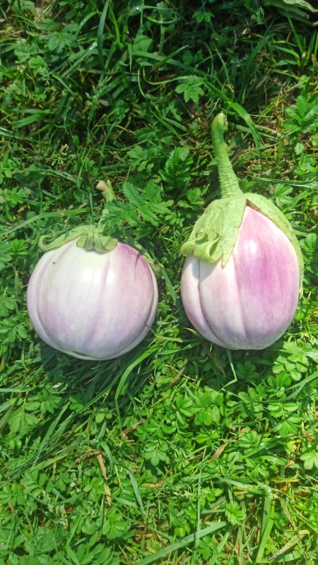 IMG-20240726-WA0012.jpeg