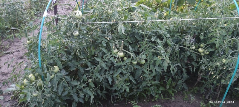 IMG_20240804_205117.jpg