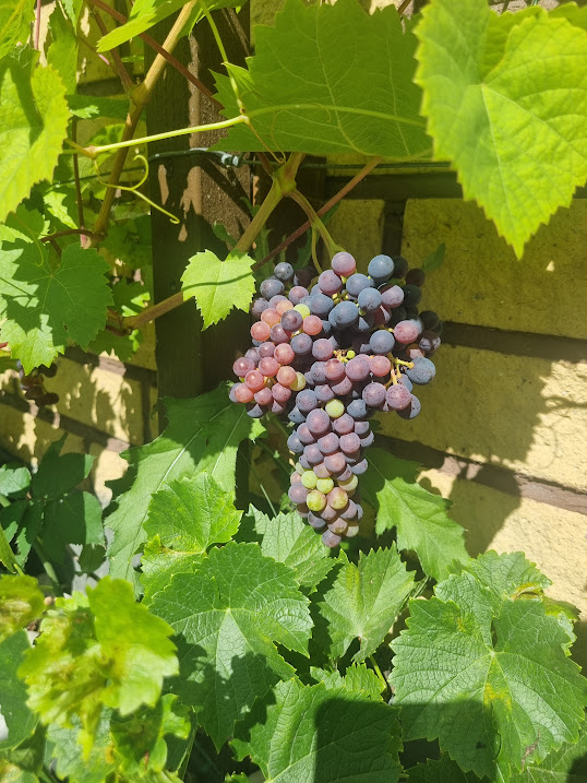 20240808_133835.jpeg
