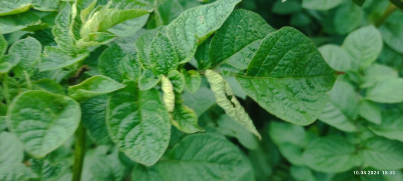 IMG_20240810_183337.jpg