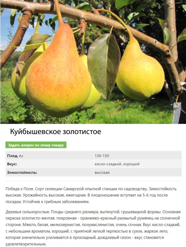 Куйбышевское золотистое.jpg