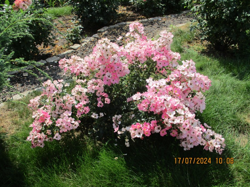 IMG_5829.JPG
