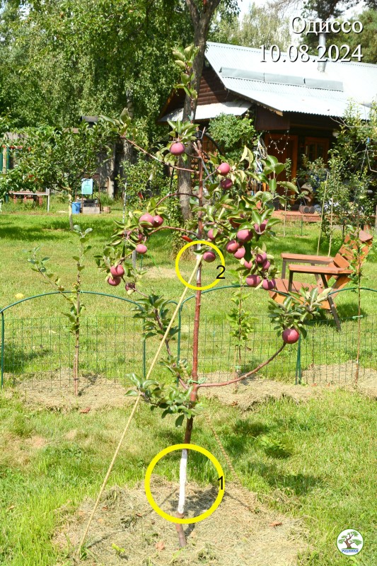 Одиссо 08 24_01.jpg