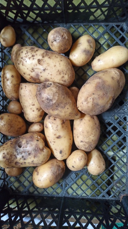IMG-20240820-WA0005.jpeg
