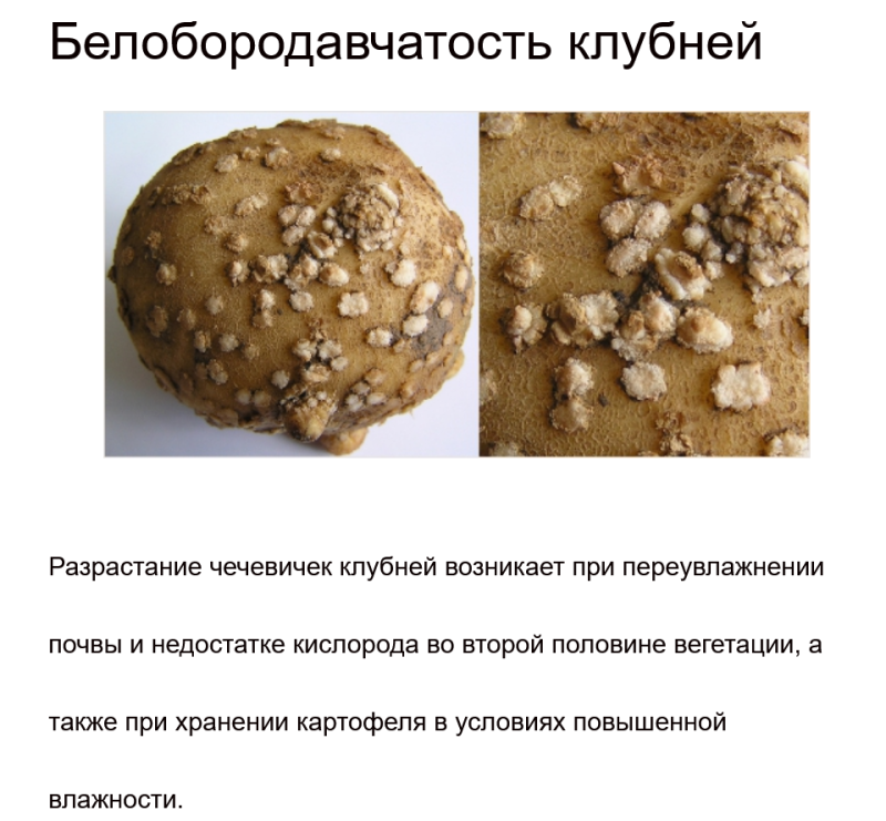 чечевички на клубне.png