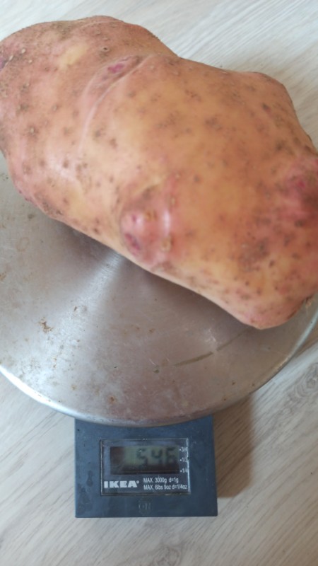 IMG-20240822-WA0071.jpeg