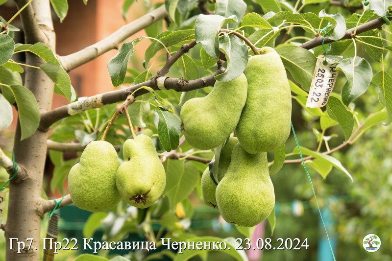 Пр22 КрасЧерн 24_01.jpg
