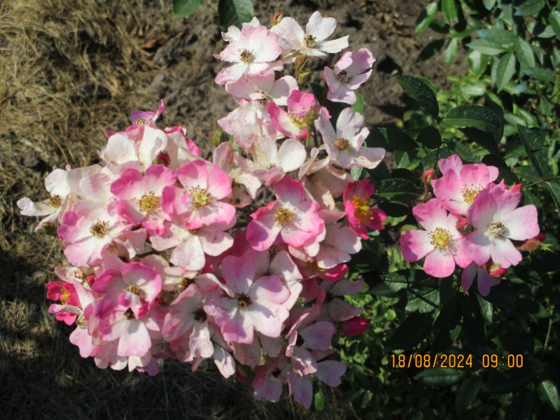 Балерина.