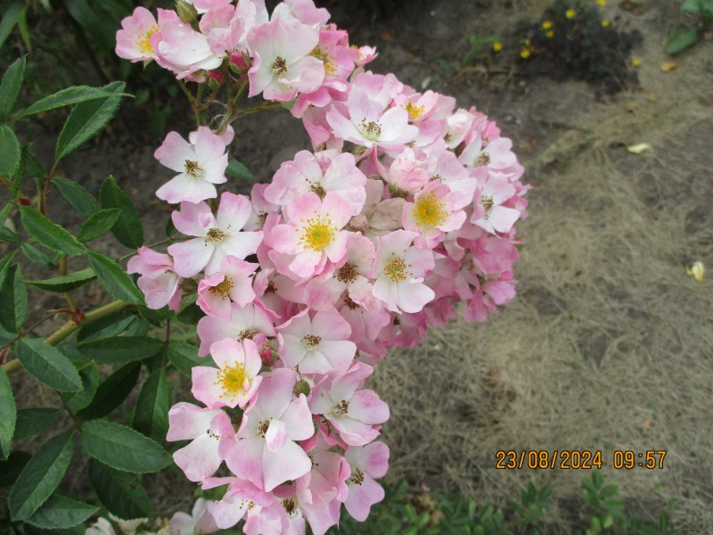 IMG_5967.JPG
