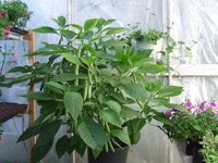DSCF5505.JPG