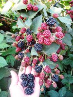 IMG_1138.JPG