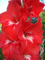 DSC05826.JPG
