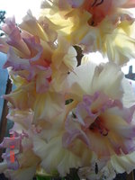 DSC05839.JPG