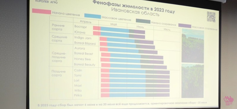 Периоды цветения сортов в Ивановской  области