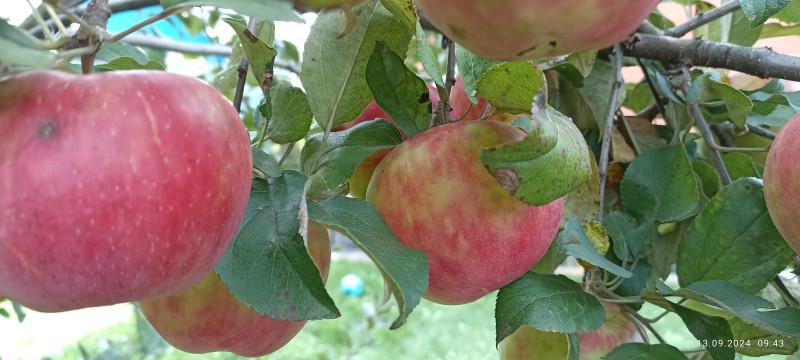 IMG_20240913_094310.jpg