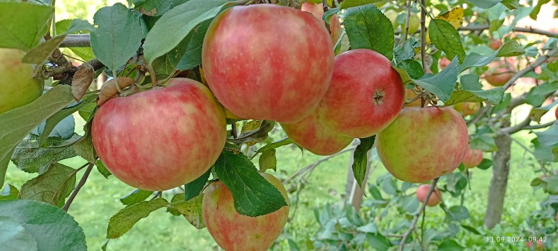 IMG_20240913_094231.jpg