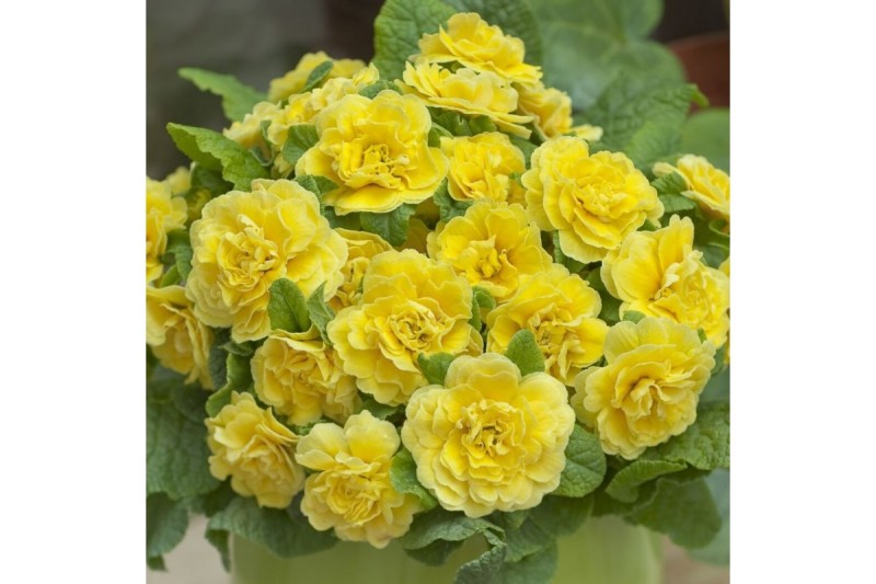 Примула Belarina Rosette Buttercup Yellow, укорененные черенки.jpg
