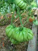 DSC06342.JPG