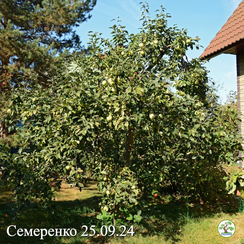 Ежегодно - хорошие приросты и много плодовых прутиков