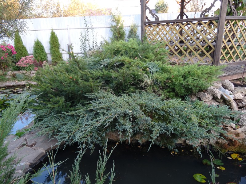 DSC07904а.jpg