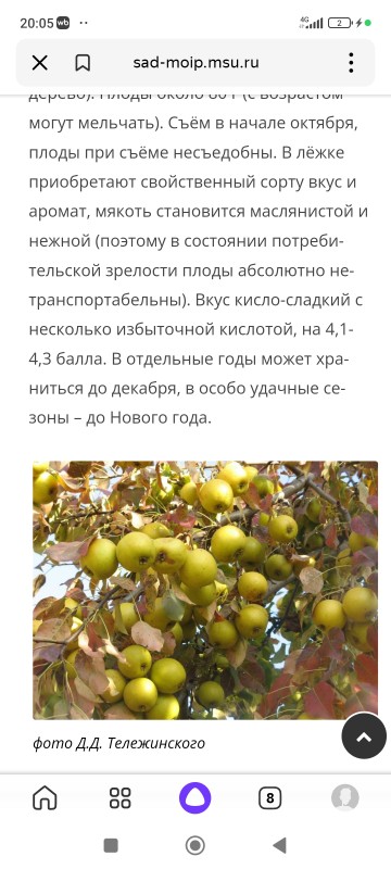 Screenshot_2024-10-06-20-05-30-211_ru.yandex.searchplugin.jpg