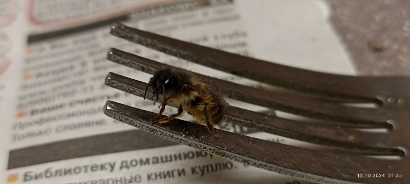 Осмия