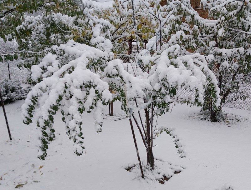 snow.jpg