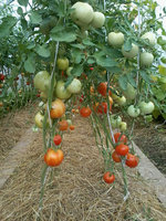 image (2).jpg
