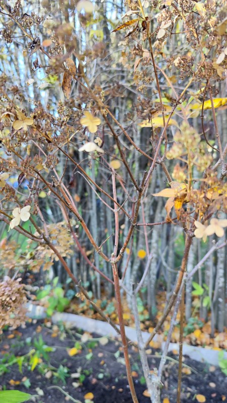 IMG_20241020_141419.jpg