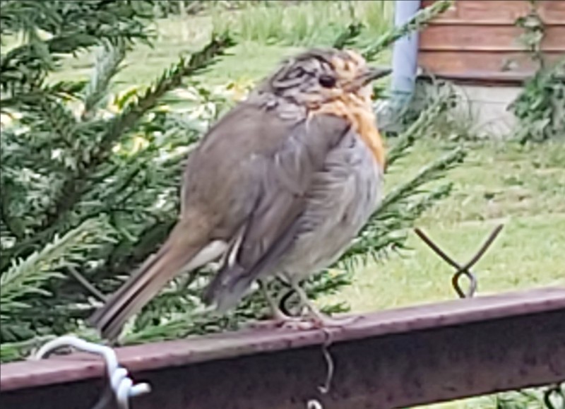 bird.jpg
