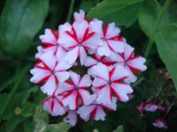 DSC01210.JPG