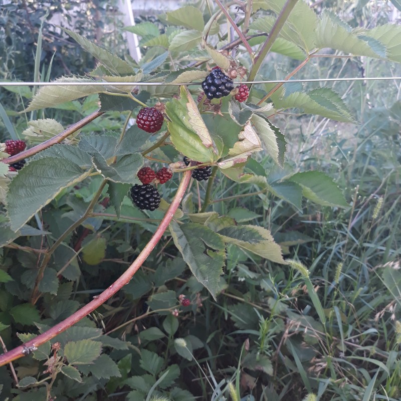 20210801_175305 Астерина.jpg