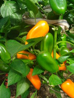 DSC08732.JPG