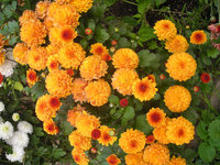 DSCN3594.jpg
