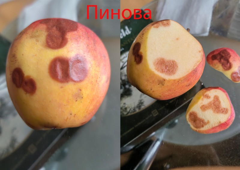То же самое на Амброзии.Если на начальной стадии почистишь, вкус нормальный.