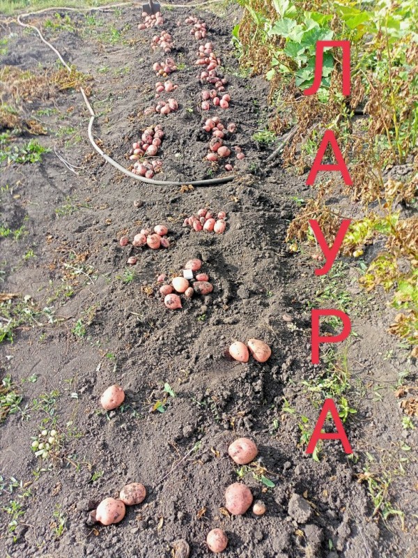 Лаура.jpg