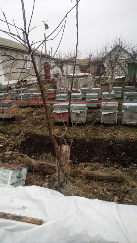 Фото прививки на поросль . на фото видно , что одна прививка на  поросли, вторая на ветке на стволе.  Для сада черенки с этих прививок использовать не желательно , поскольку можно легко перетащить болячки  с погибшего дерева  на прививку