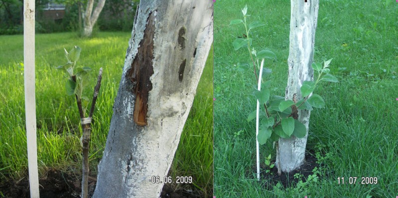 СПА2009.jpg