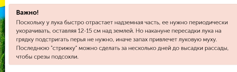 рассада лука перед пересадкуой.png