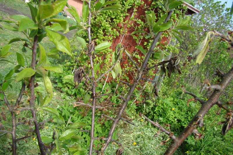 DSC09049.JPG