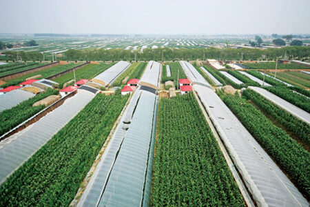 Greenhouses-2-jpg-450x300.jpg